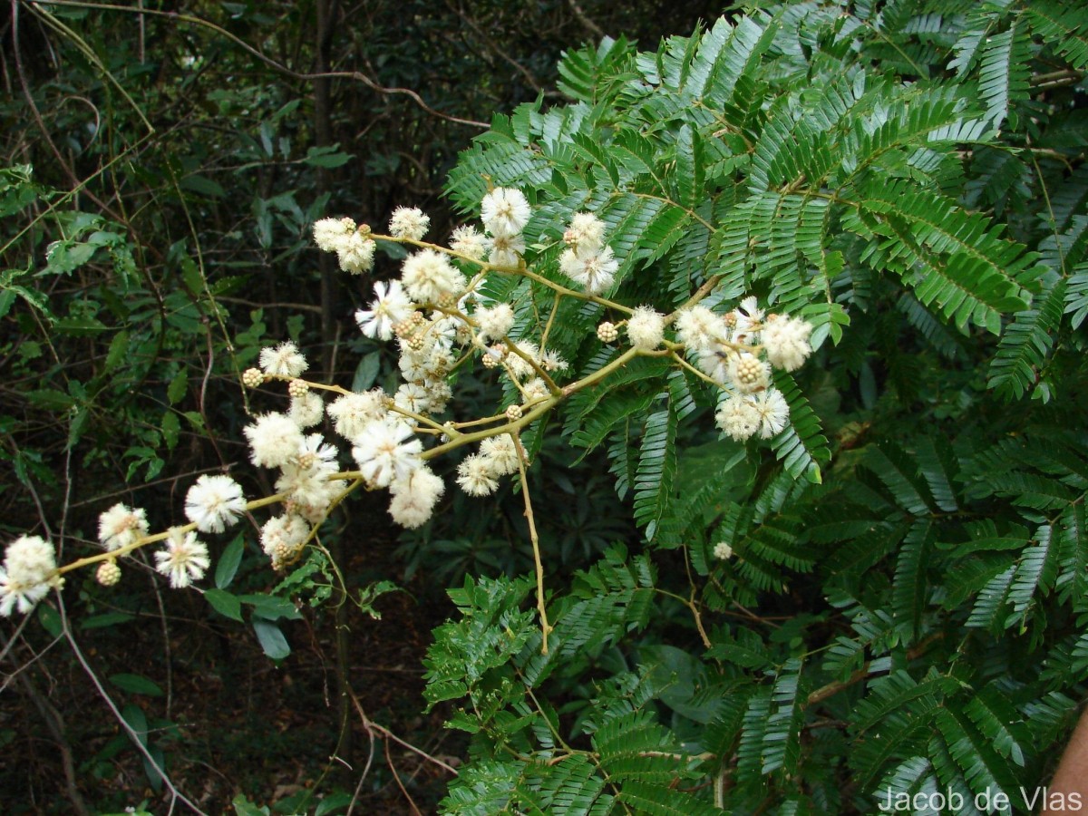 Senegalia caesia (L.) Maslin, Seigler & Ebinger